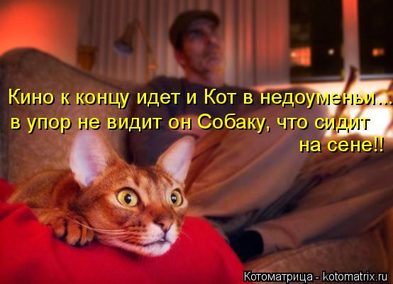 Кино к концу идет и Кот в недоуменьи... в упор не видит он Собаку, что сидит на сене!!... Котоматрица: Кино к концу идет и Кот в недоуменьи... в упор не видит он Собаку, что сидит на сене!!