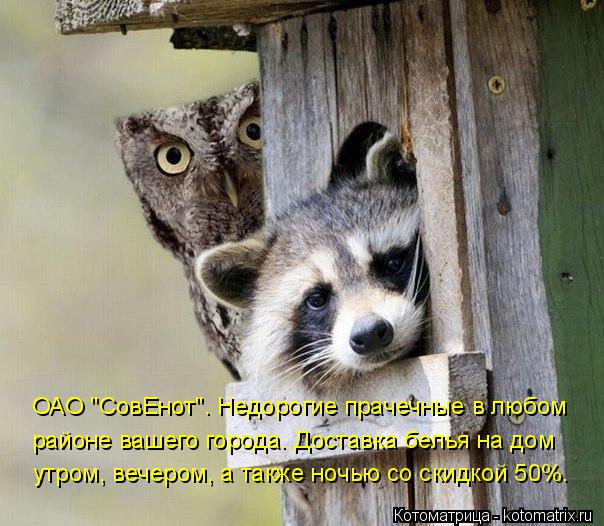 ОАО "СовЕнот". Недорогие прачечные в любом районе вашего города. Доставка белья на дом утром, вечером... Котоматрица: ОАО "СовЕнот". Недорогие прачечные в любом районе вашего города. Доставка белья на дом утром, вечером, а также ночью со скидкой 50%.