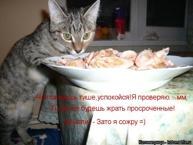 Котоматрица: -Чё психуешь тише,успокойся!Я проверяю....мм. -Ты же не будешь жрать просроченные! (Мысли) - Зато я сожру =)