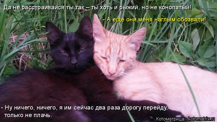 Котоматрица: Да не расстраивайся ты так – ты хоть и рыжий, но не конопатый! - А еще они меня наглым обозвали! - Ну ничего, ничего, я им сейчас два раза дорогу