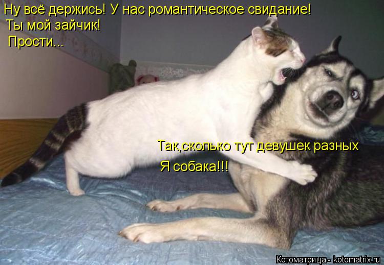 Ну всё держись! У нас романтическое свидание! Так,сколько тут девушек разных Ты мой зайчик! Я собака!... Котоматрица: Ну всё держись! У нас романтическое свидание! Так,сколько тут девушек разных Ты мой зайчик! Я собака!!! Прости...