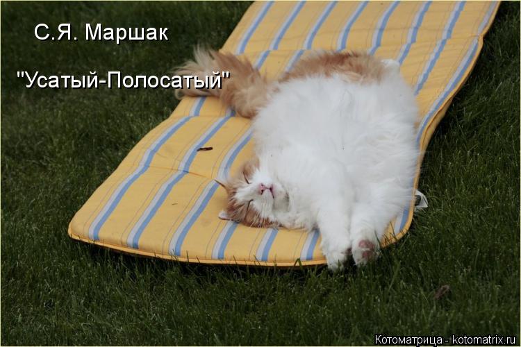 Котоматрица: С.Я. Маршак "Усатый-Полосатый"