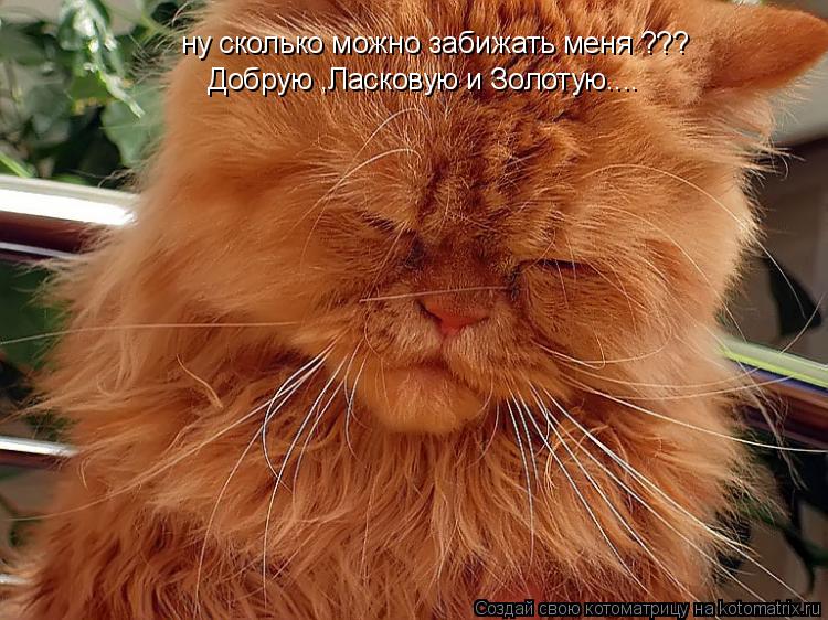 ну сколько можно забижать меня ??? Добрую ,Ласковую и Золотую....... Котоматрица: ну сколько можно забижать меня ??? Добрую ,Ласковую и Золотую....
