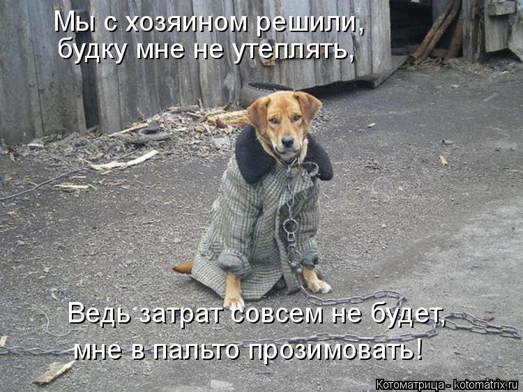 Котоматрица: Мы с хозяином решили, будку мне не утеплять, Ведь затрат совсем не будет, мне в пальто прозимовать!