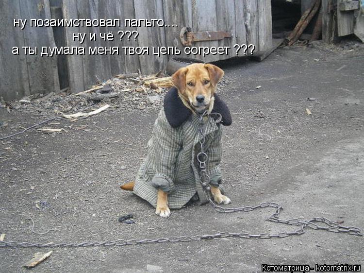 ну позаимствовал пальто.... ну и чё ??? а ты думала меня твоя цепь согреет ???... Котоматрица: ну позаимствовал пальто.... ну и чё ??? а ты думала меня твоя цепь согреет ???