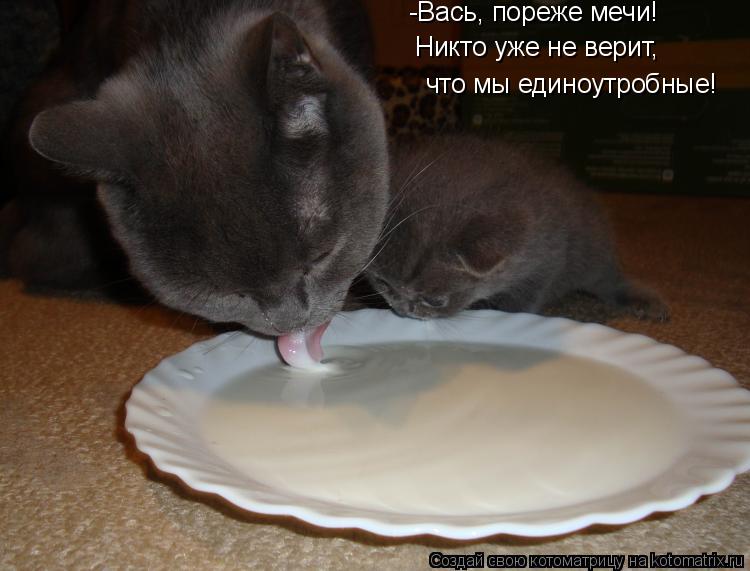 -Вась, пореже мечи! Никто уже не верит, что мы единоутробные!... Котоматрица: -Вась, пореже мечи! Никто уже не верит, что мы единоутробные!