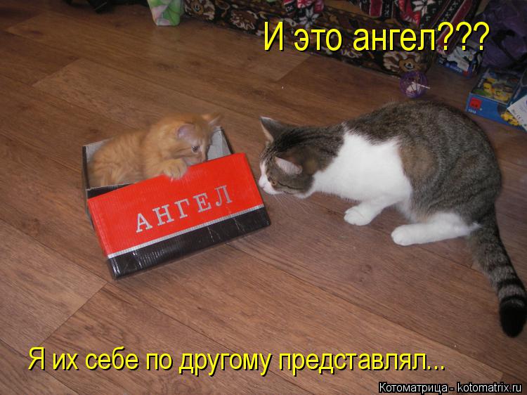 Котоматрица: Я их себе по другому представлял... И это ангел???
