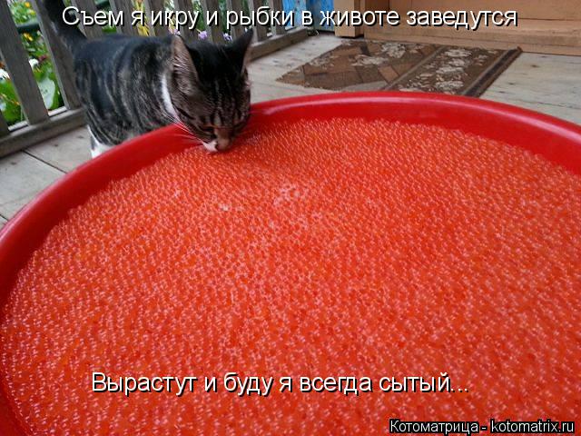 Котоматрица: Съем я икру и рыбки в животе заведутся Вырастут и буду я всегда сытый...