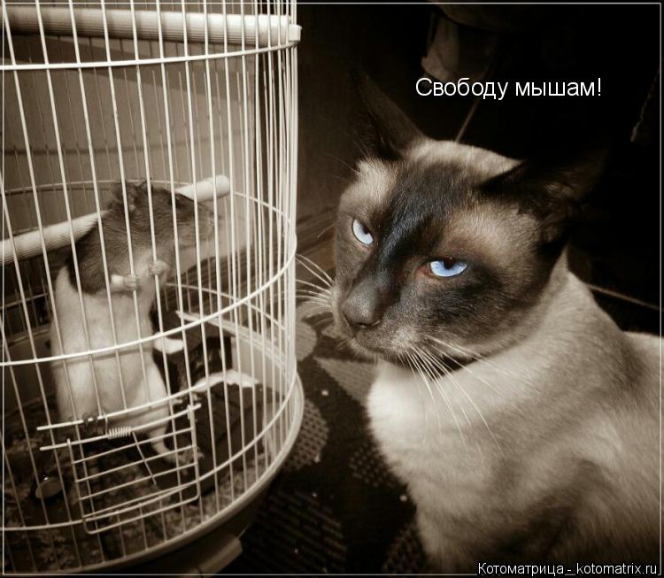 Котоматрица: Свободу мышам!