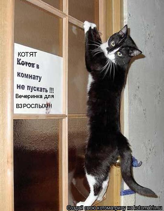Котоматрица: ____ котят Вечеринка для ВЗРОСЛЫХ!!!