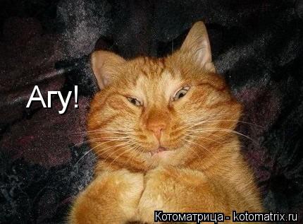 Котоматрица: Агу!