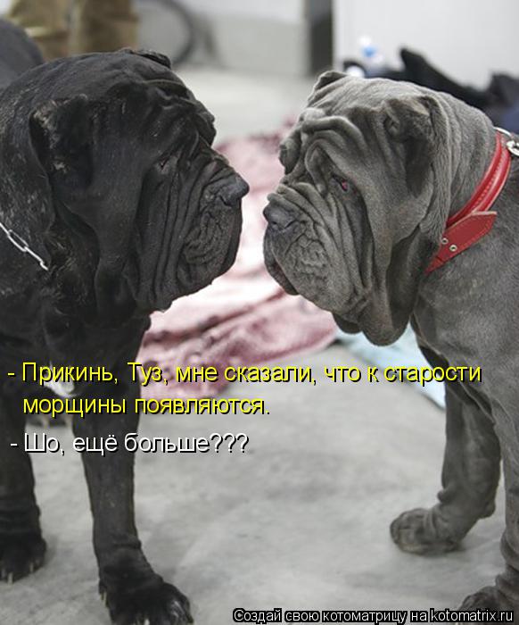 Котоматрица: морщины появляются. - Шо, ещё больше??? - Прикинь, Туз, мне сказали, что к старости