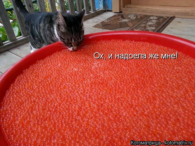 Котоматрица: Ох, и надоела же мне!