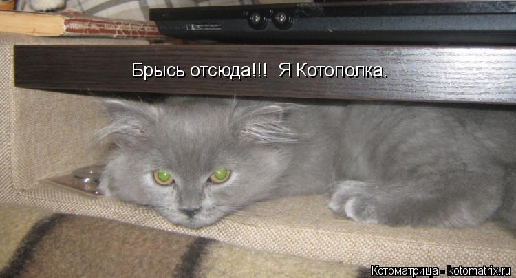 Котоматрица: Брысь отсюда!!!  Я Котополка.