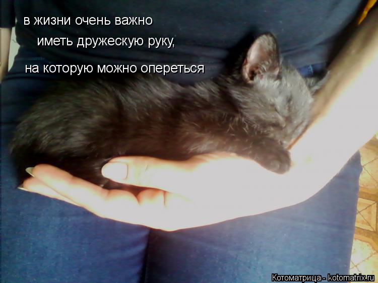 Котоматрица: в жизни очень важно иметь дружескую руку, на которую можно опереться