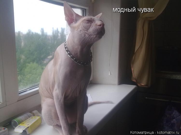Котоматрица: модный чувак