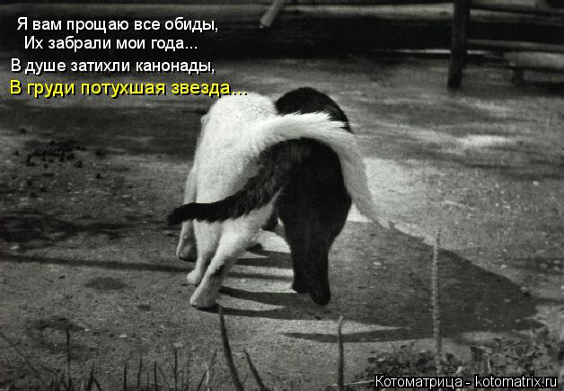 Котоматрица: Я вам прощаю все обиды, Их забрали мои года... В душе затихли канонады, В груди потухшая звезда...