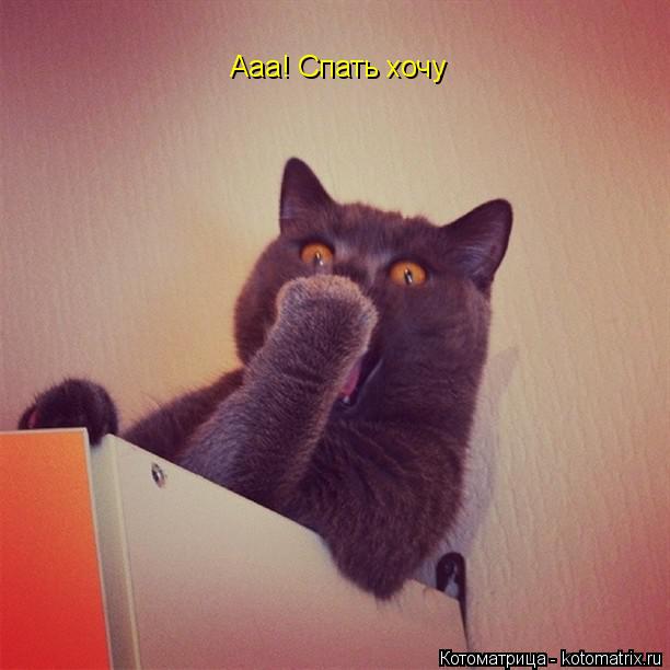 Ааа! Спать хочу... Котоматрица: Ааа! Спать хочу