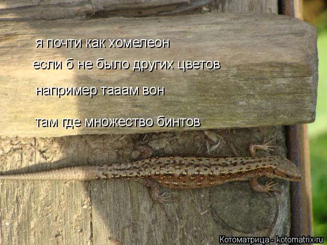 я почти как хомелеон например тааам вон если б не было других цветов там где множество бинтов... Котоматрица: я почти как хомелеон например тааам вон если б не было других цветов там где множество бинтов