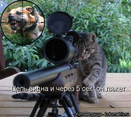 Котоматрица: Цель видна и через 5 сек. он ляжет