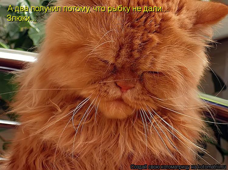 А два получил потому, что рыбку не дали... Злюки...... Котоматрица: А два получил потому, что рыбку не дали... Злюки...