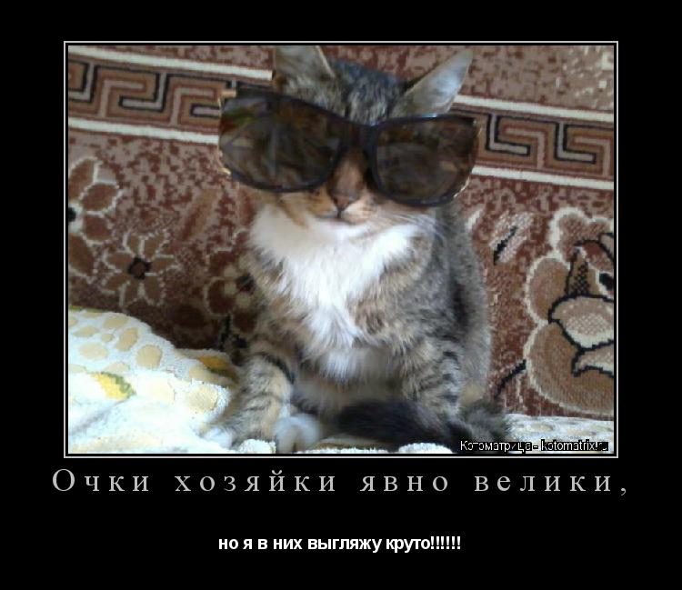 Котоматрица: Очки хозяйки явно велики, но я в них выгляжу круто!!!!!!