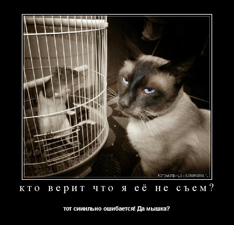 кто верит что я её не съем? тот сииильно ошибается! Да мышка?... Котоматрица: кто верит что я её не съем? тот сииильно ошибается! Да мышка?