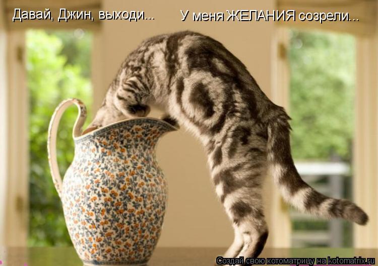 Давай, Джин, выходи... У меня ЖЕЛАНИЯ созрели...... Котоматрица: Давай, Джин, выходи... У меня ЖЕЛАНИЯ созрели...