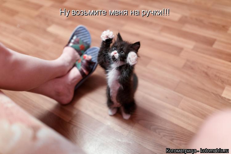 Котоматрица: Ну возьмите меня на ручки!!!