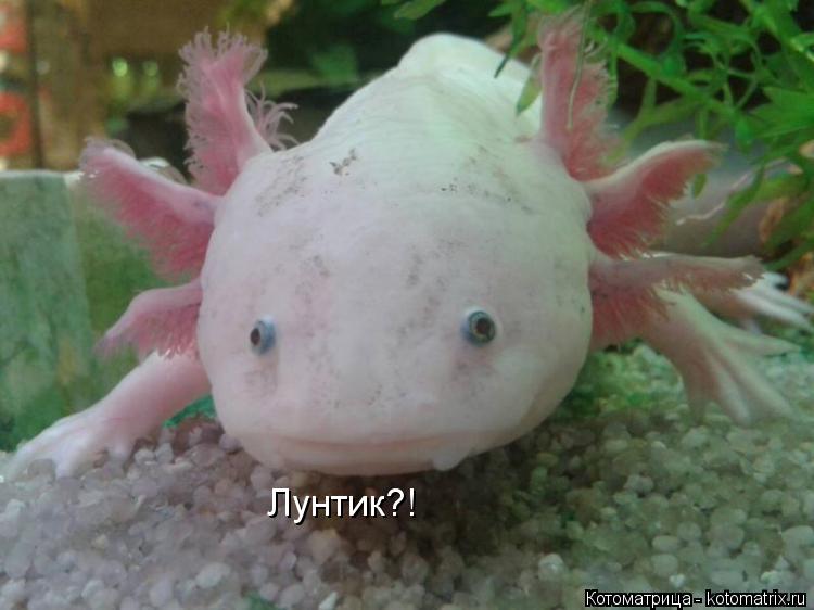 Котоматрица: Лунтик?!