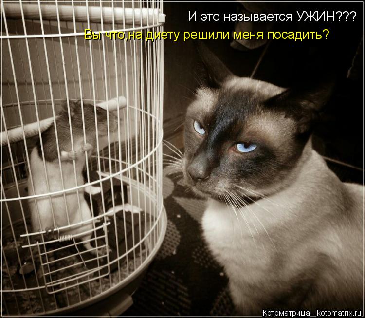 И это называется УЖИН??? Вы что,на диету решили меня посадить?... Котоматрица: И это называется УЖИН??? Вы что,на диету решили меня посадить?
