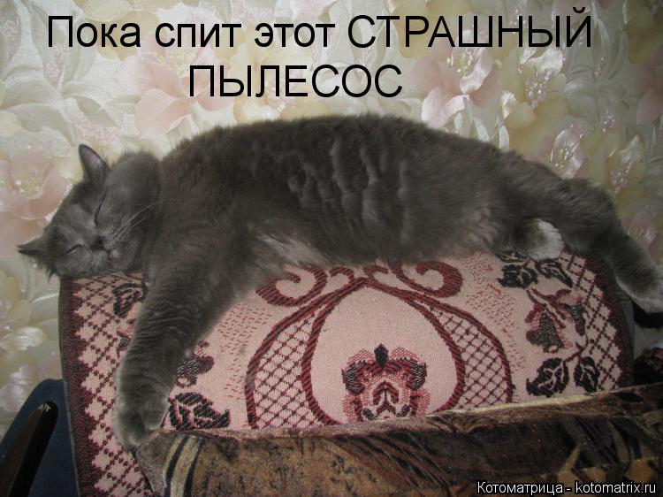 Пока спит этот СТРАШНЫЙ ПЫЛЕСОС... Котоматрица: Пока спит этот СТРАШНЫЙ ПЫЛЕСОС