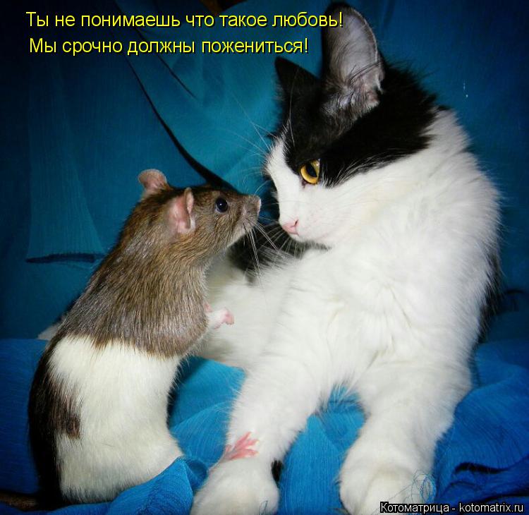 Котоматрица: Ты не понимаешь что такое любовь! Мы срочно должны пожениться!
