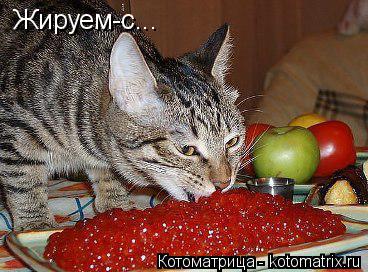 Жируем-с...... Котоматрица: Жируем-с...