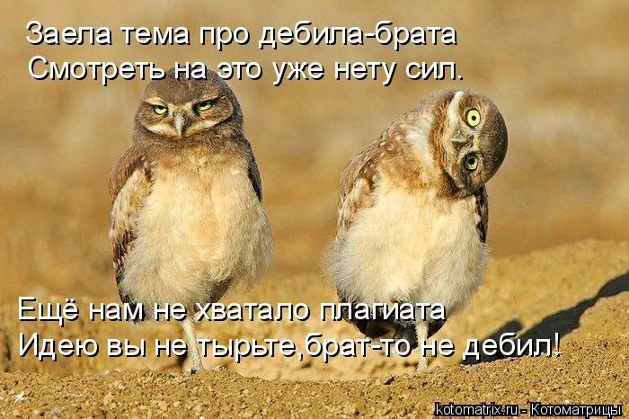 Котоматрица: Заела тема про дебила-брата Смотреть на это уже нету сил. Ещё нам не хватало плагиата Идею вы не тырьте,брат-то не дебил!