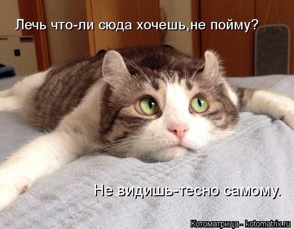 Лечь что-ли сюда хочешь,не пойму? Не видишь-тесно самому.... Котоматрица: Лечь что-ли сюда хочешь,не пойму? Не видишь-тесно самому.