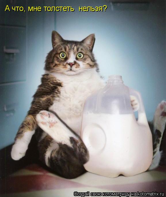 Котоматрица: А что, мне толстеть  нельзя?
