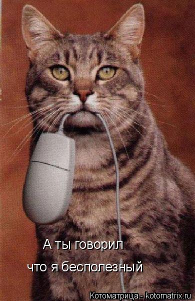 Котоматрица: что я бесполезный А ты говорил