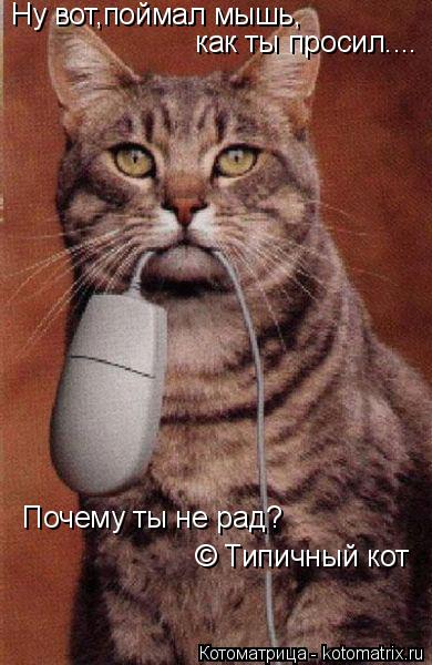 Котоматрица: Ну вот,поймал мышь, как ты просил.... Почему ты не рад? © Типичный кот