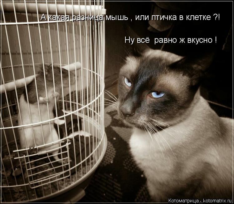 Котоматрица: А какая разница мышь , или птичка в клетке ?! Ну всё  равно ж вкусно !
