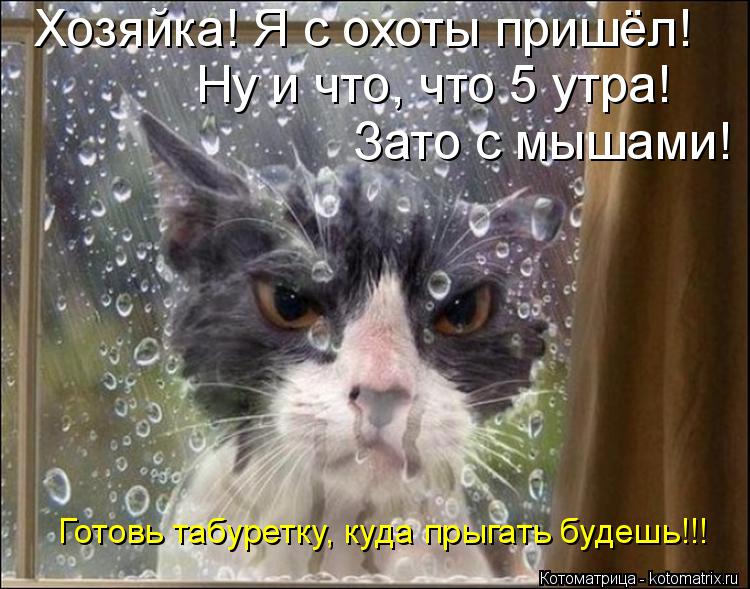 Хозяйка! Я с охоты пришёл! Ну и что, что 5 утра! Зато с мышами! Готовь табуретку, куда прыгать будешь... Котоматрица: Хозяйка! Я с охоты пришёл! Ну и что, что 5 утра! Зато с мышами! Готовь табуретку, куда прыгать будешь!!!