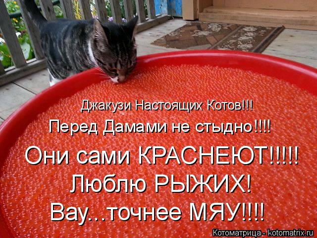 Котоматрица: Джакузи Настоящих Котов!!! Перед Дамами не стыдно!!!! Они сами КРАСНЕЮТ!!!!! Люблю РЫЖИХ! Вау...точнее МЯУ!!!!