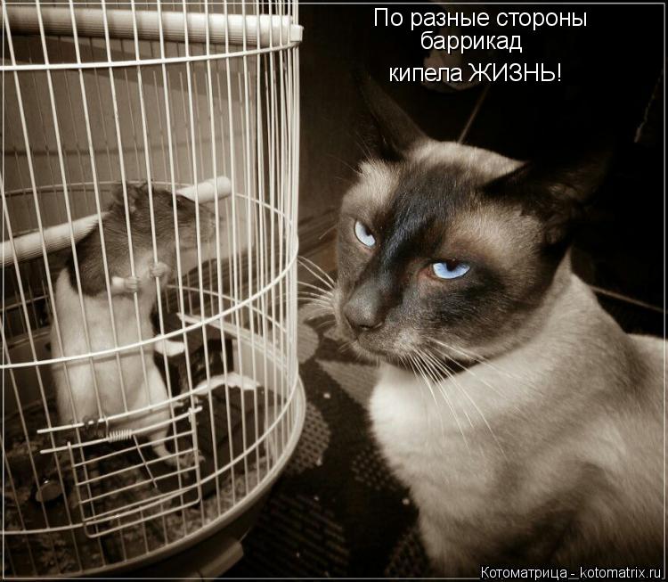 По разные стороны баррикад кипела ЖИЗНЬ!... Котоматрица: По разные стороны баррикад кипела ЖИЗНЬ!