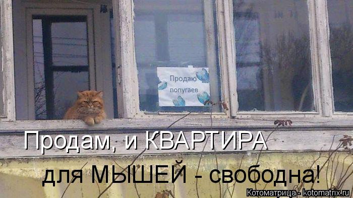 Котоматрица: Продам, и КВАРТИРА для МЫШЕЙ - свободна!