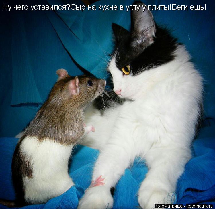 Котоматрица: Ну чего уставился?Сыр на кухне в углу у плиты!Беги ешь!