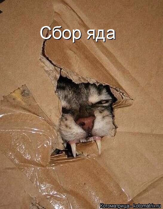 Сбор яда... Котоматрица: Сбор яда