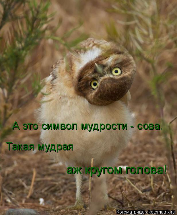 Котоматрица: А это символ мудрости - сова. Такая мудрая аж кругом голова!