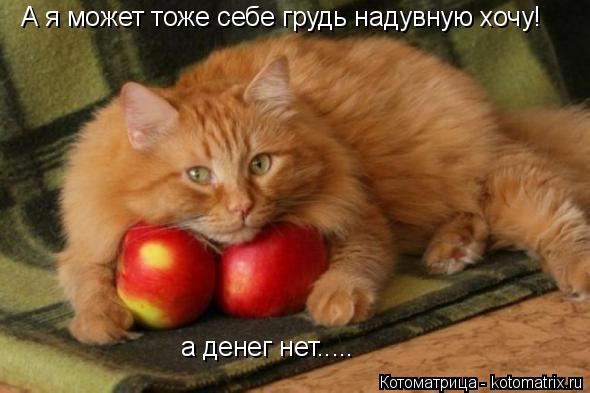 Котоматрица: А я может тоже себе грудь надувную хочу! а денег нет.....