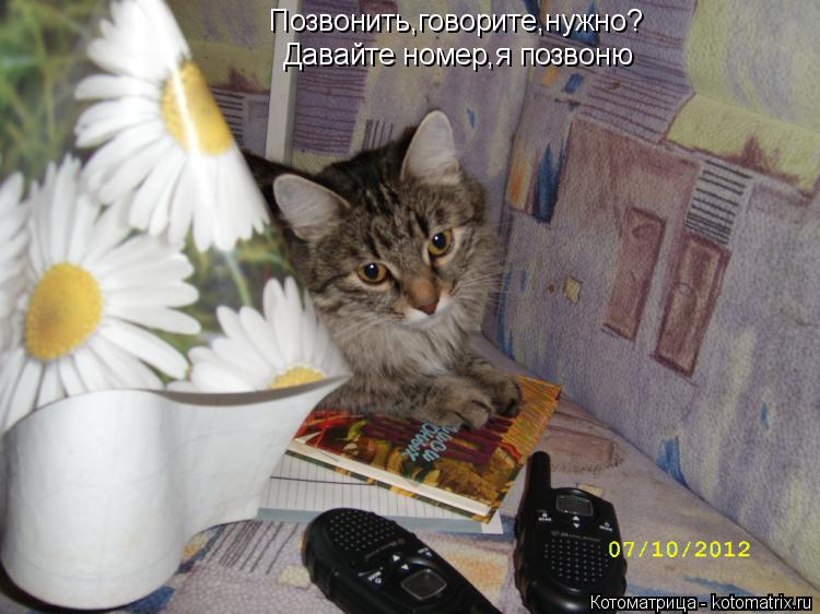 Позвонить,говорите,нужно? Давайте номер,я позвоню... Котоматрица: Позвонить,говорите,нужно? Давайте номер,я позвоню