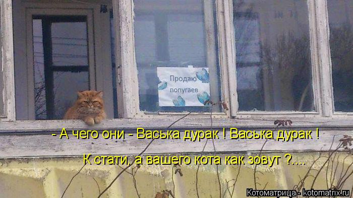 - А чего они - Васька дурак ! Васька дурак ! К стати, а вашего кота как зовут ?....... Котоматрица: - А чего они - Васька дурак ! Васька дурак ! К стати, а вашего кота как зовут ?....